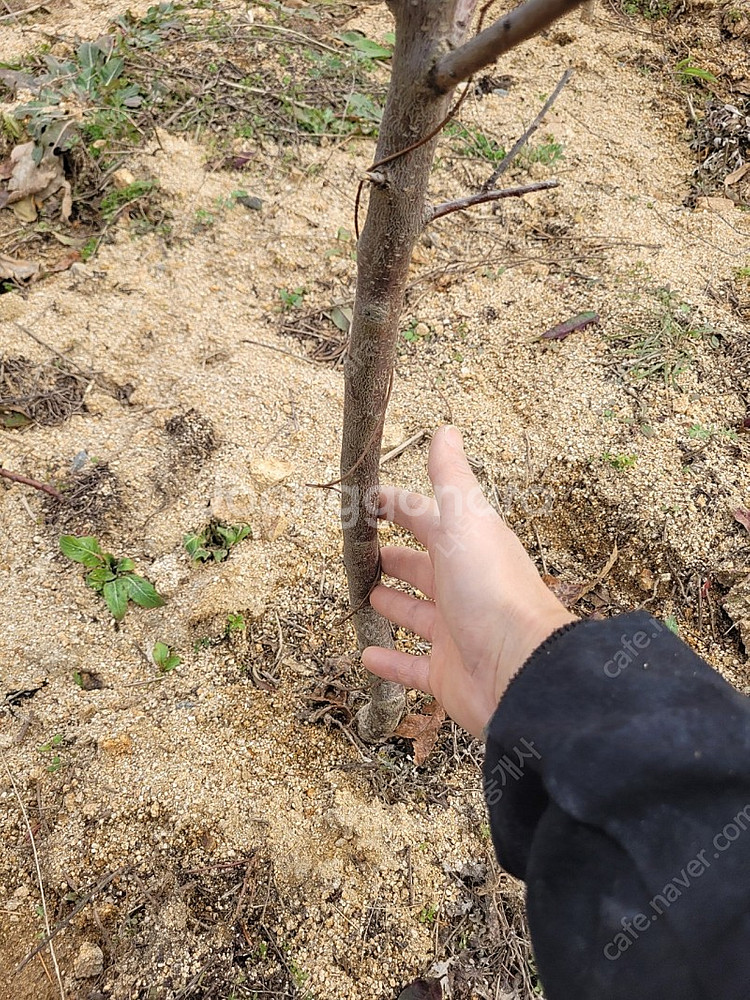 왕살구 결실주 3년생 3만원--1