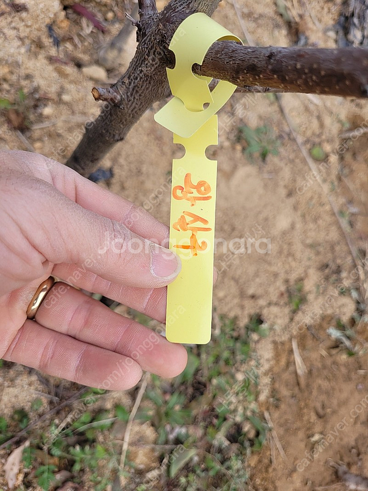 왕살구 결실주 3년생 3만원--2