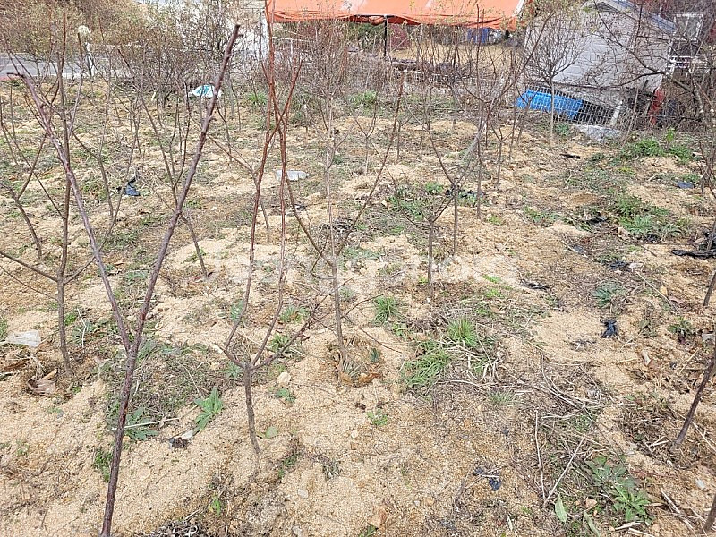 왕살구 결실주 3년생 3만원--3