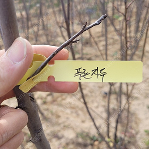 푸른자두 결실주 3만원 보상나무