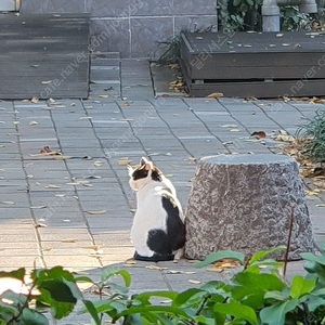 의정부시 호원동 당근 채팅 가능하신 분 계실까요..?