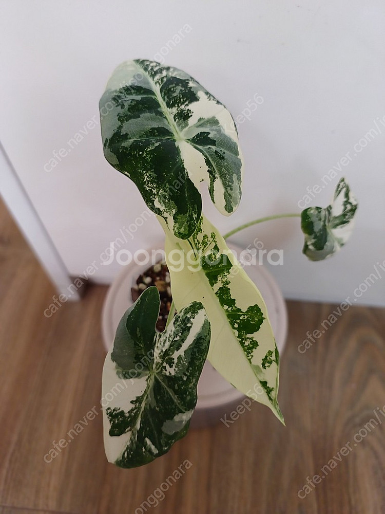 무늬프라이텍--1