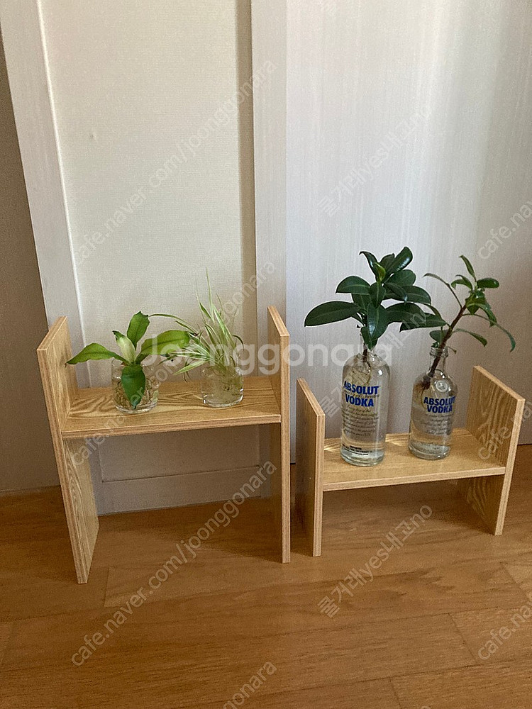 화분 개당 만원 수경식물 송파구--3