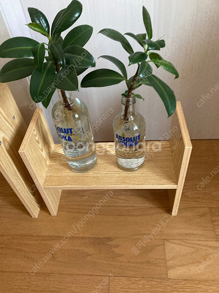 화분 개당 만원 수경식물 송파구--6