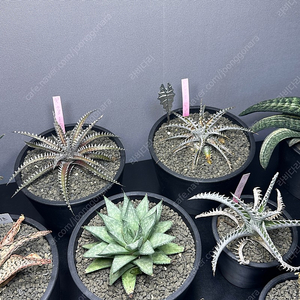 디키아 하이브리드 Dykia hybrid 3종 일괄