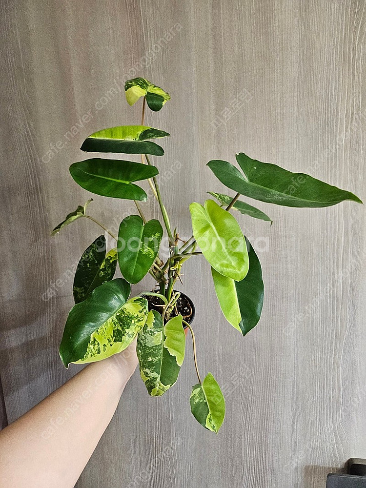 버럴막스 바리에가타--0