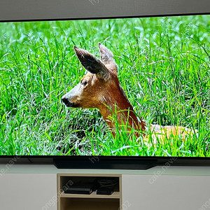 LG OLED 77인치 티비 판매(급처)