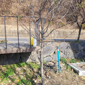 미니 사과나무 결실주 5년생