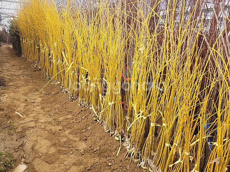 황금회화 묘목--0