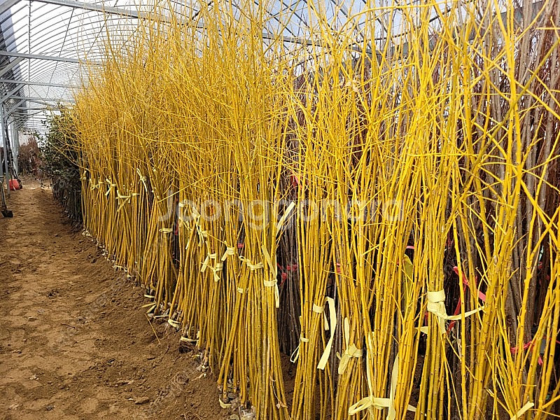 황금회화 묘목--1