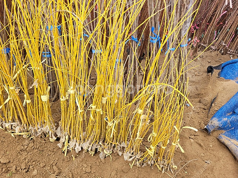 황금회화 묘목--2