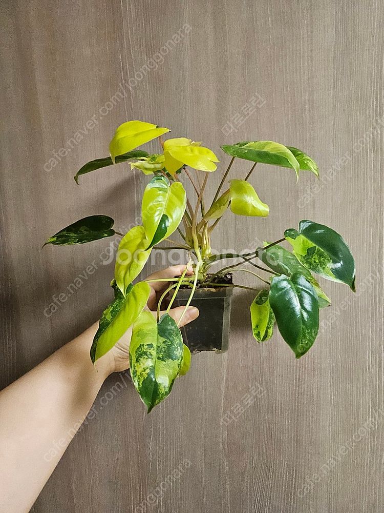 버럴막스 바리에가타--0