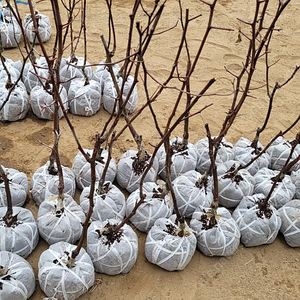 사과대추나무 2년생 결실주