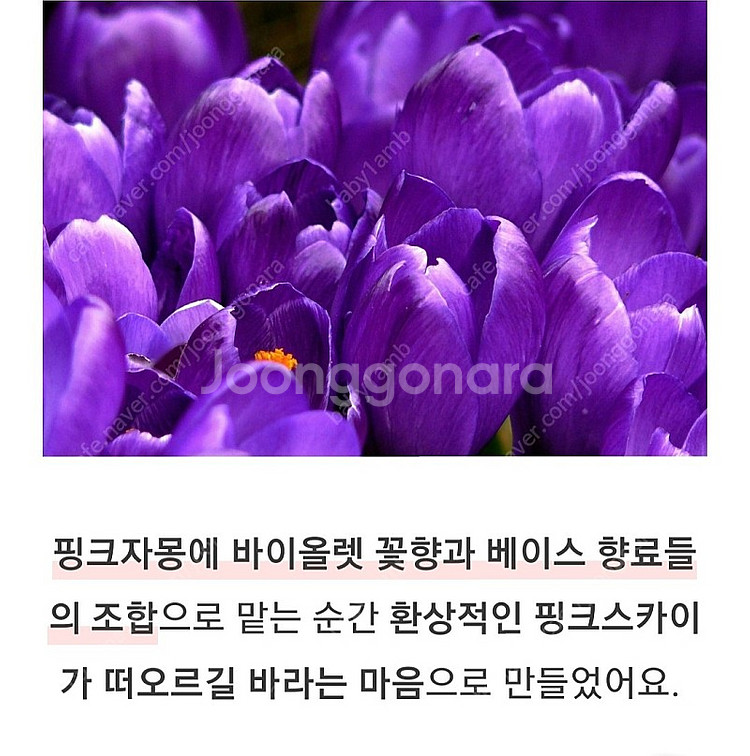 텀블벅 향수 스튜디오월든 핑크스카이 30ml--6