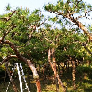 배롱나무 산수유 조형소나무 둥근형소나무