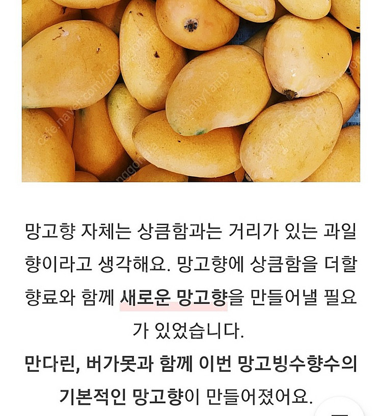 텀블벅 향수 스튜디오월든 망고빙수 50ml--6