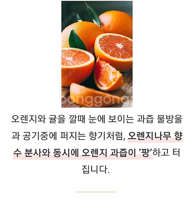 텀블벅 향수 스튜디오월든 나의 오렌지나무 50ml--4