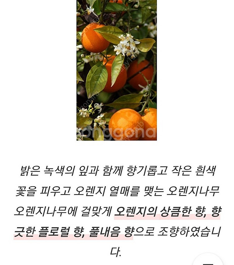 텀블벅 향수 스튜디오월든 나의 오렌지나무 50ml--7