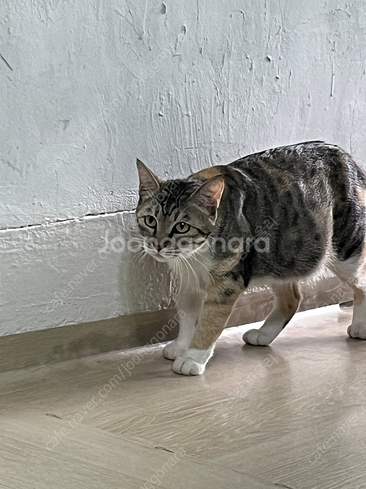 브라텐 팝니다요^^--0