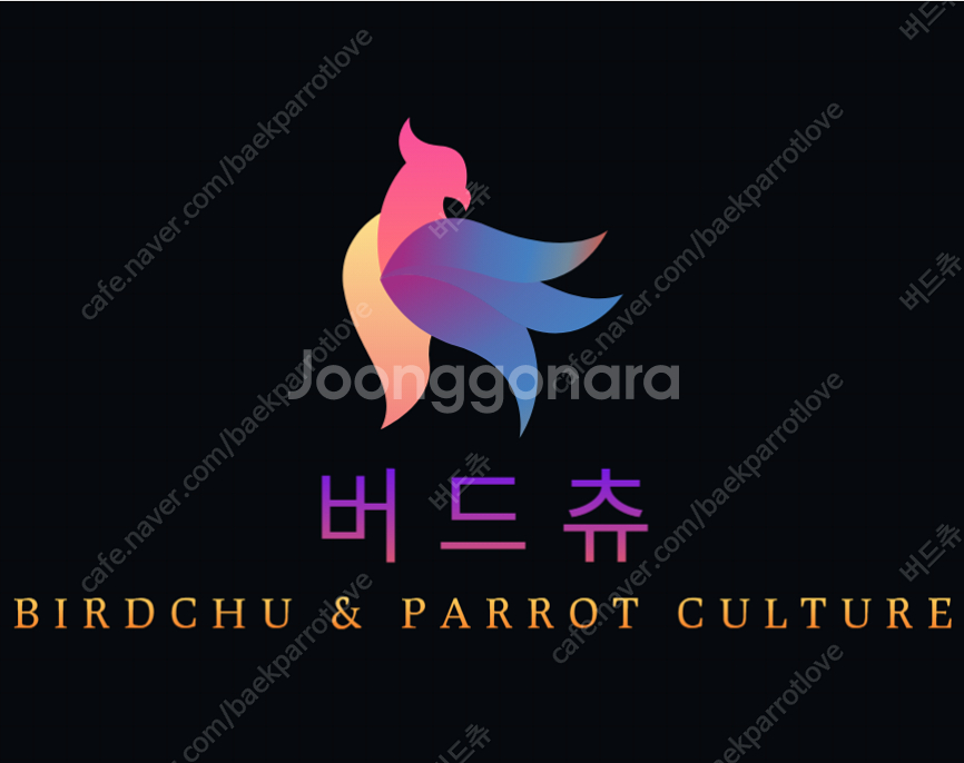 (버드츄) 코뉴어 앵무새 분양합니다^^--0