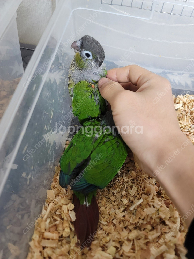 (버드츄) 코뉴어 앵무새 분양합니다^^--3