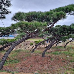 전원주택 정원수 조경수 소나무 (누운소나무)