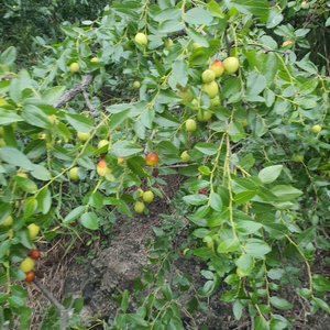 산조인 과육열매