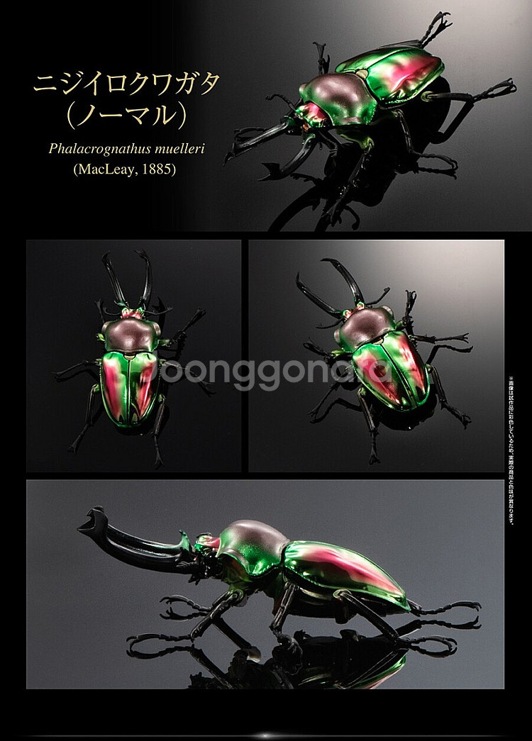 반다이 생물대도감 어드벤스 뮤엘러리 사슴벌레--0