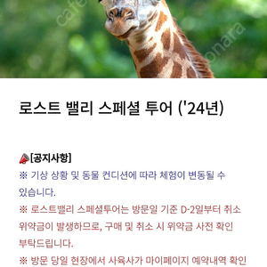 사파리스페셜투어 1월28일자 티켓 구매합니다 사기꾼 사절^^