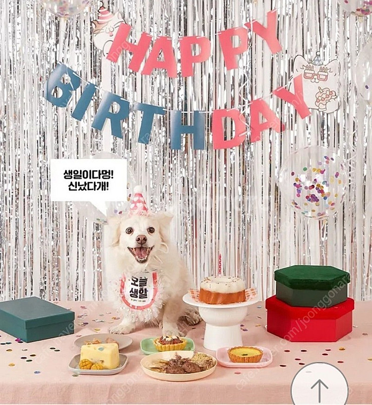 반려둥물 생일파티용품 고양이 강아지 생파 생일모자 케이...--1