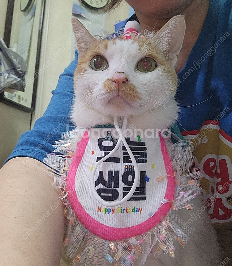 반려둥물 생일파티용품 고양이 강아지 생파 생일모자 케이...--0