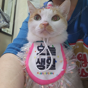 반려둥물 생일파티용품 고양이 강아지 생파 생일모자 케이프 축하가랜드 파티발 4종