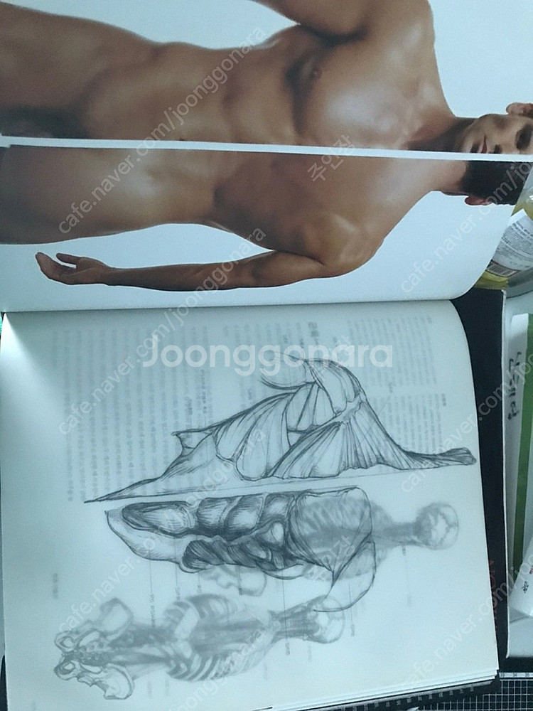 예술가를 위한 해부학 (택포함:끼리택배)--5