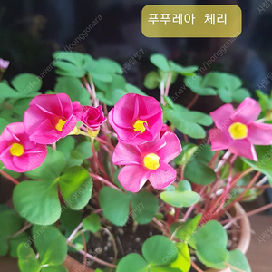 사랑초 푸추레아 체리 외~~