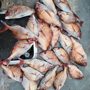 ( 가격다운 ) 정품 코우가Air N510MB TG