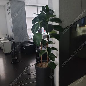 공기청정 식물 인도고무나무 특대형 개당(총3개)