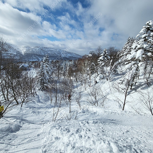 [삽니다] 지산리조트 대인 시즌권 삽니다.