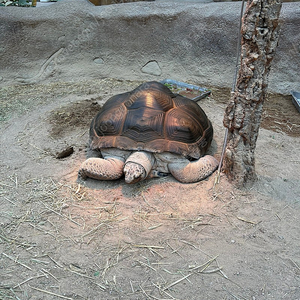 스위치 요괴워치 삽니다