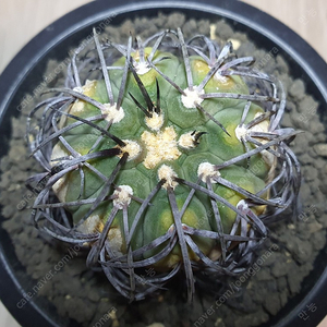 분양중) 흑자 천평환 (Gymnocalycium spegazzinii, black spine)