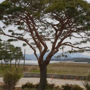 공사목소나무판매 장송소나무판매