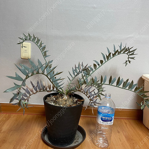 호리더스 드워프(horridus dwarf) 분양