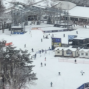 23일 금요일 용평 그린피아 구합니다