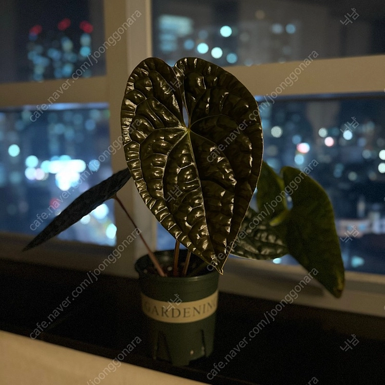 안스리움 럭셔리안스 이미지