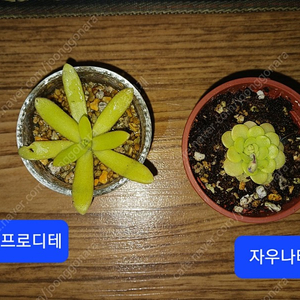 벌레잡이 제비꽃 3종 일괄