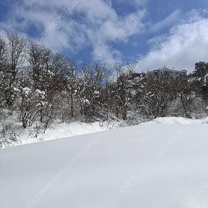 하이원 마운틴콘도 3월1일 구매원합니다