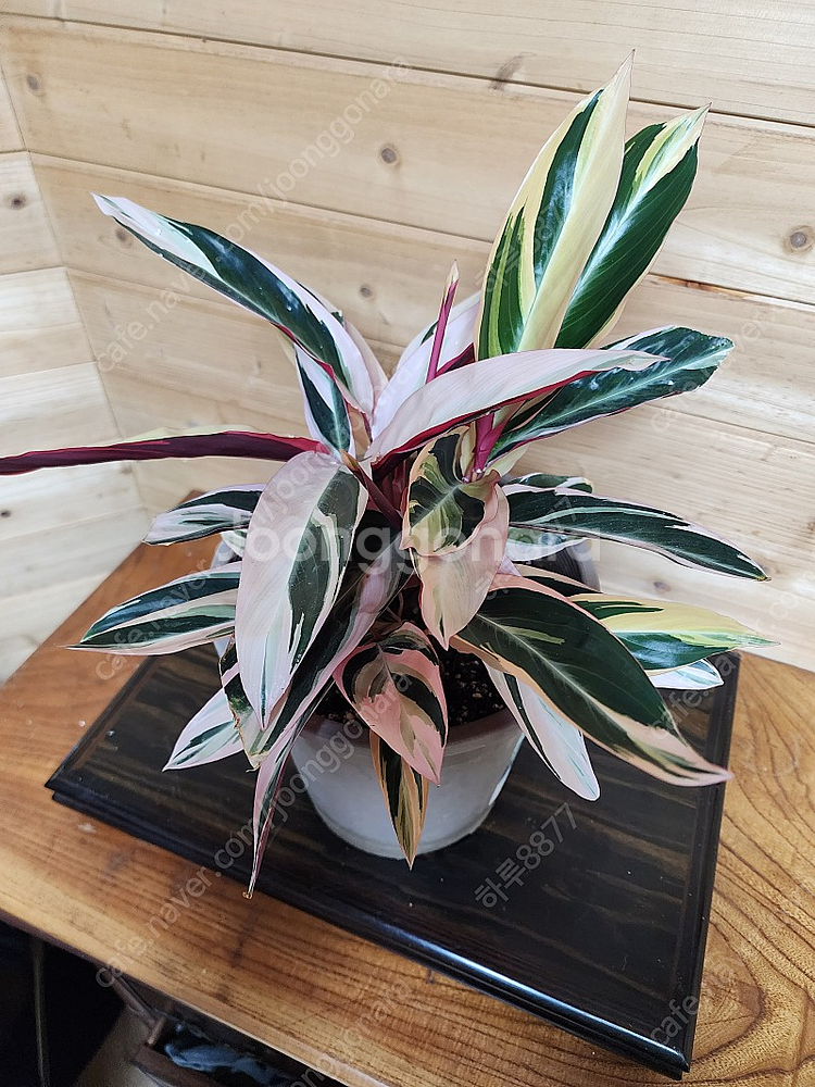 칼라데아스트로만데 멀티칼라--0