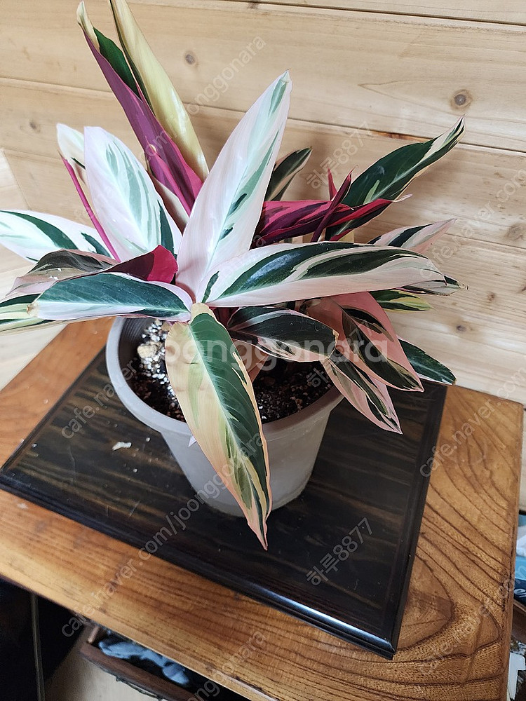 칼라데아스트로만데 멀티칼라--1