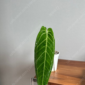 안스리움 와로퀘아넘 판매해요. 와로쿠