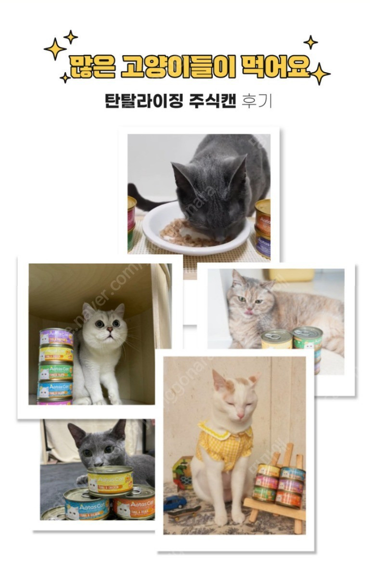 아타스 오리지널 고양이 주식캔 이미지