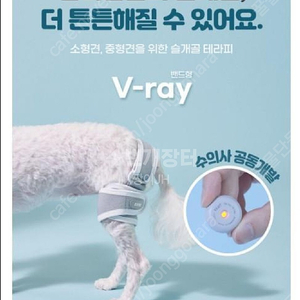 V-ray 반려견 슬개골 테라피(택포5만)